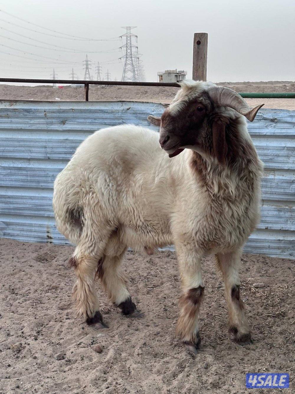 فحل ثني شرط القريع2