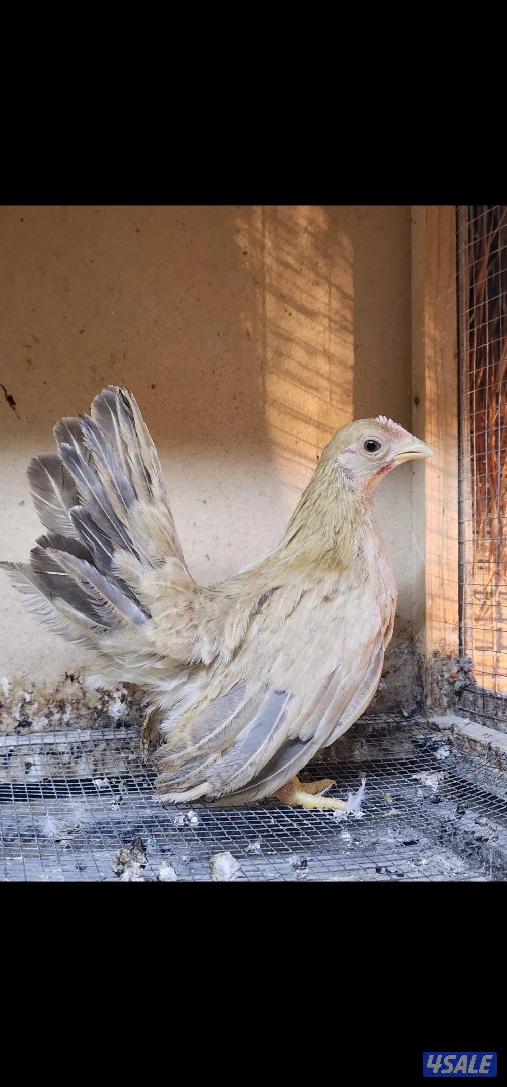 زاحف . كوشامو0