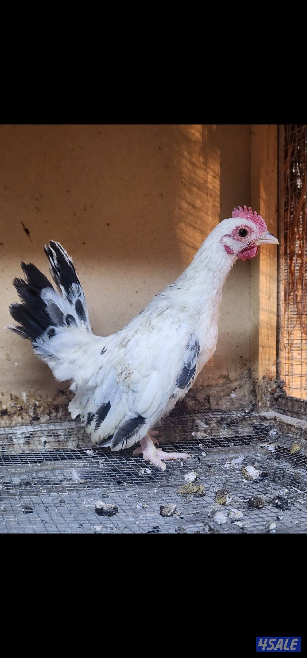 زاحف . كوشامو1