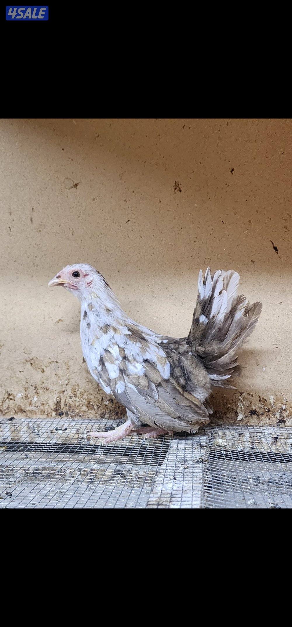 زاحف . كوشامو2