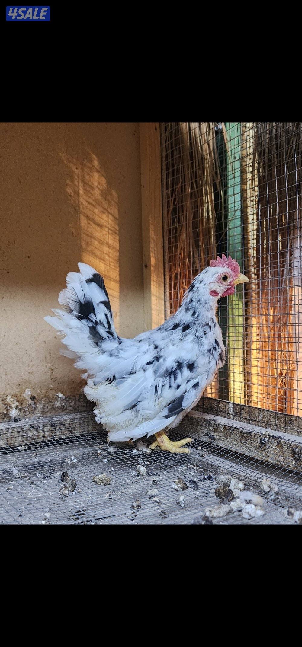 زاحف . كوشامو3