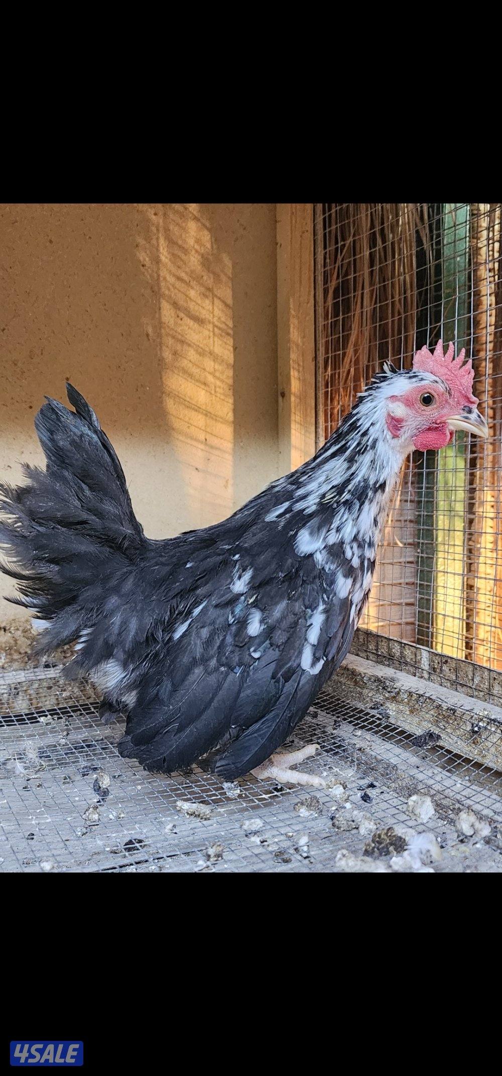 زاحف . كوشامو4