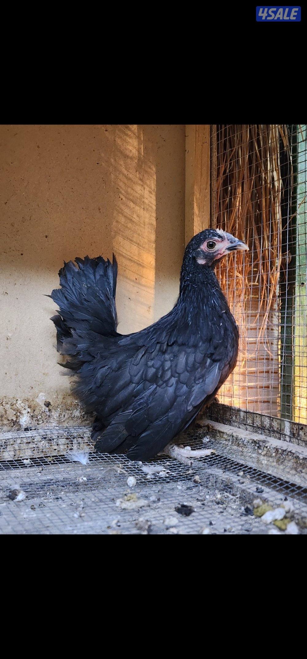 زاحف . كوشامو5