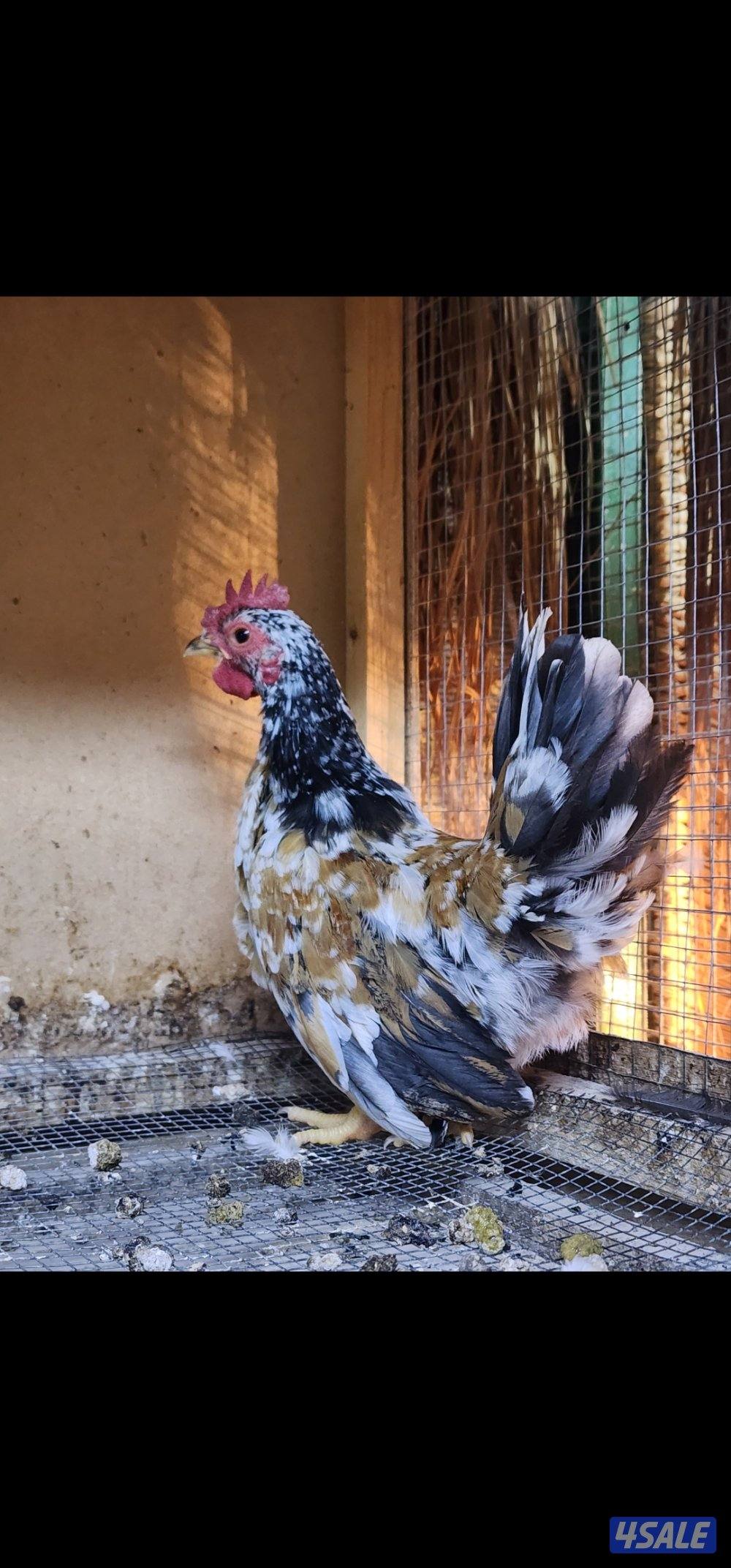 زاحف . كوشامو6