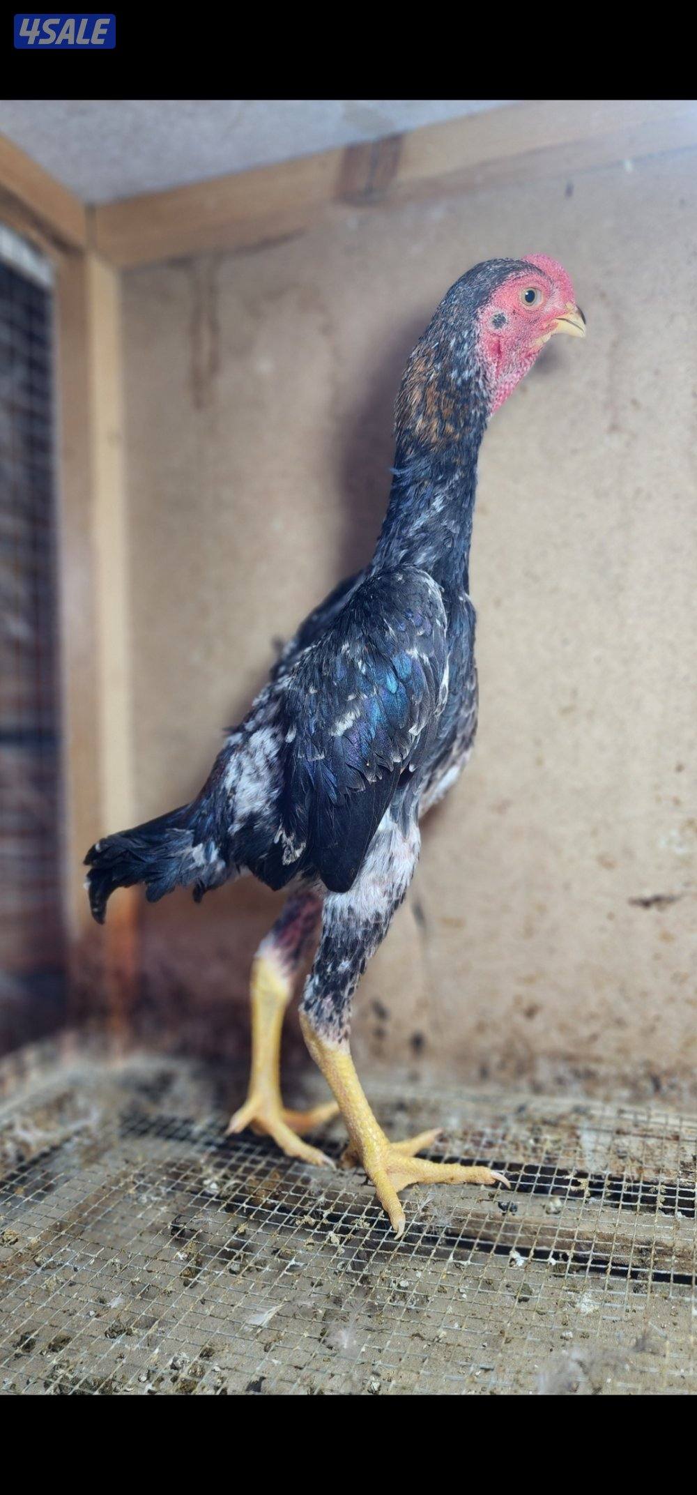 زاحف . كوشامو7