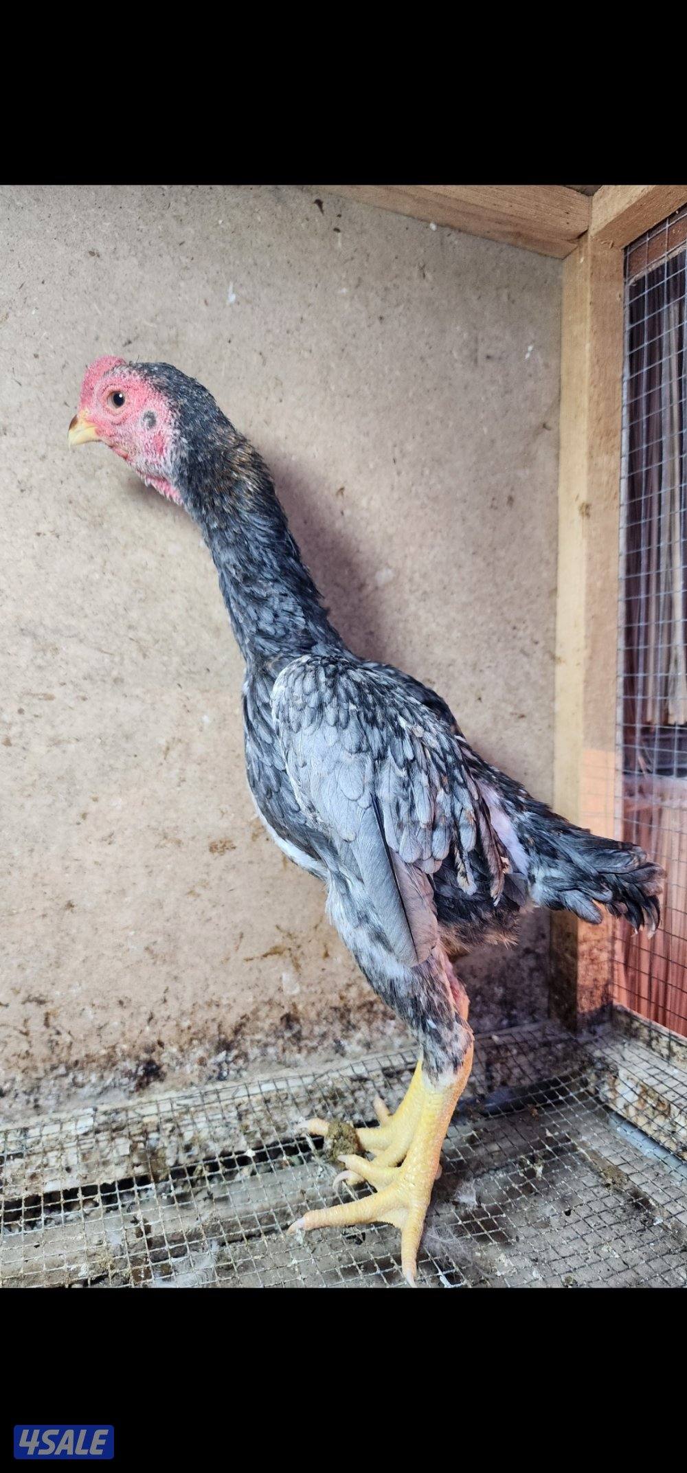 زاحف . كوشامو8