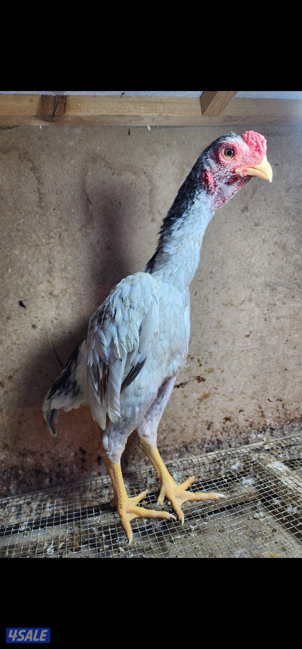 زاحف . كوشامو9