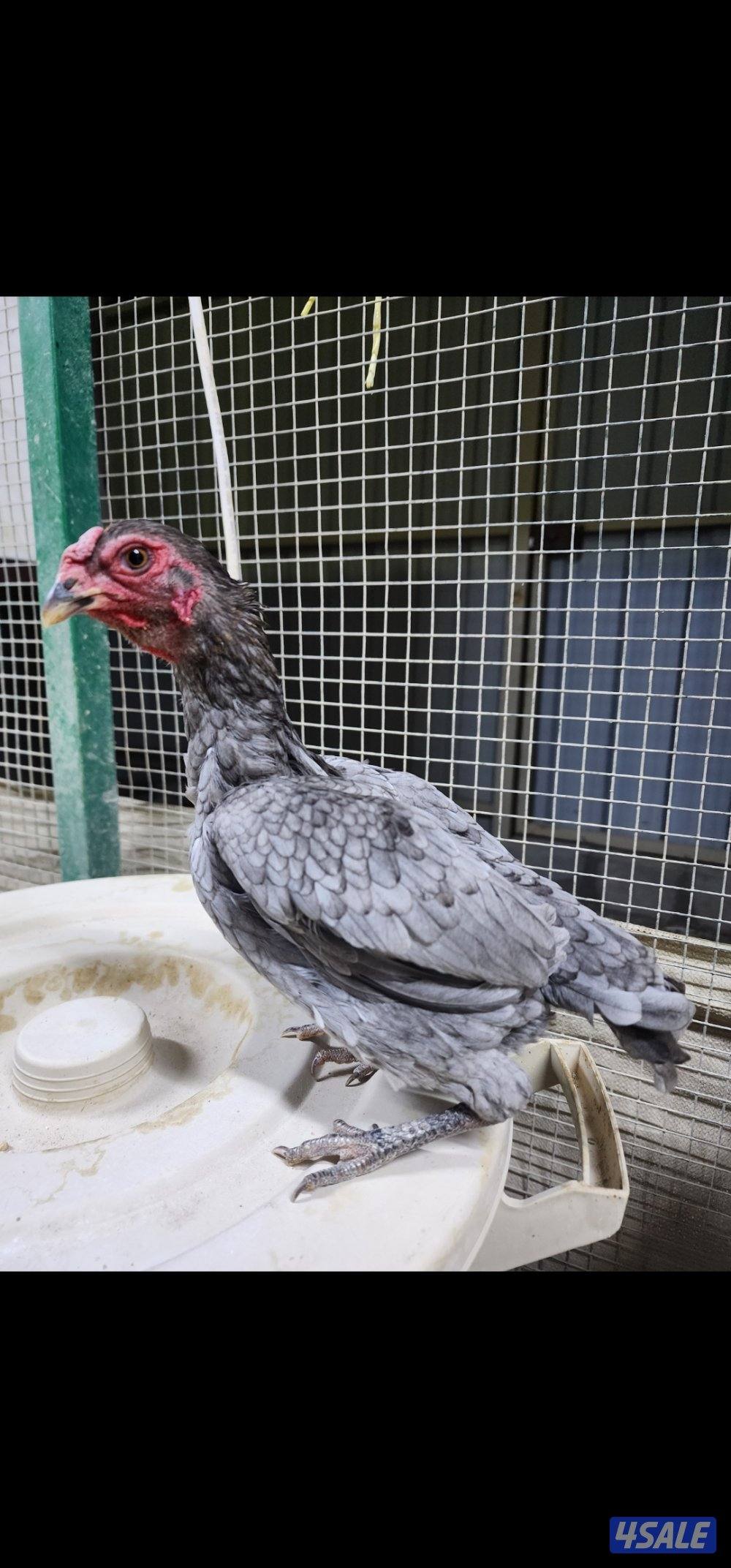 زاحف . كوشامو11