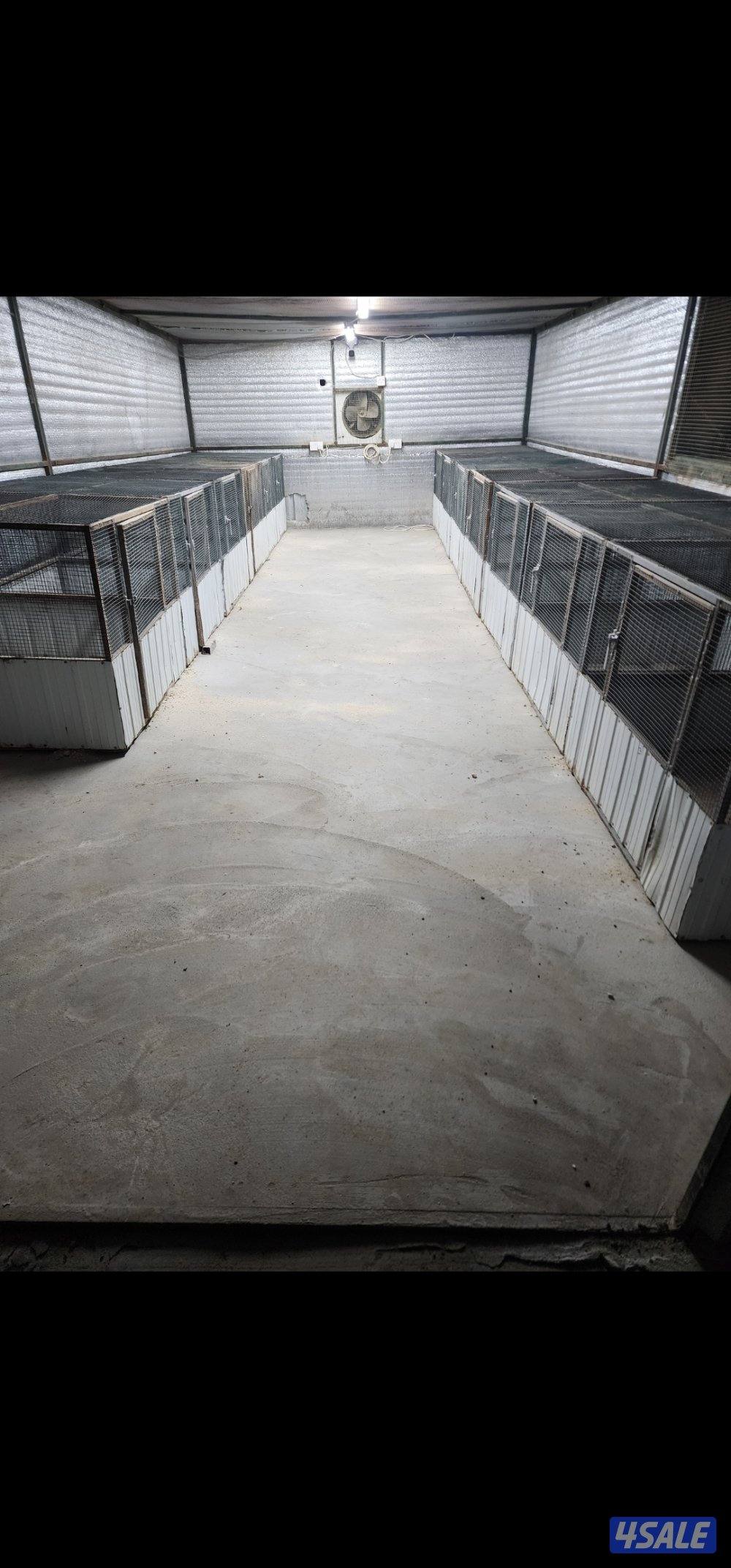 زاحف . كوشامو12