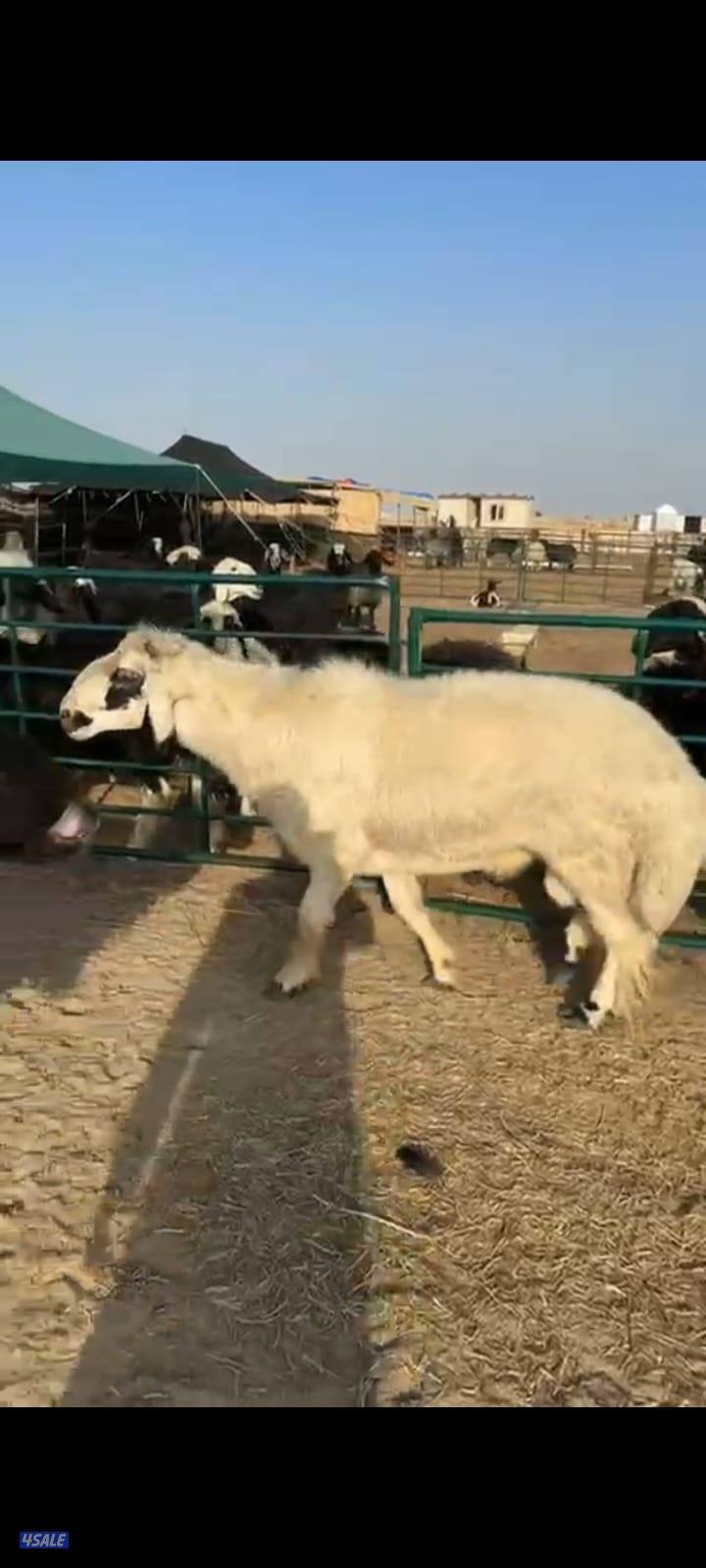 خروف عربي كحل للبيع  شرط القريع يد0