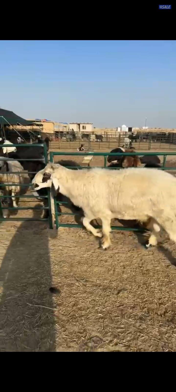 خروف عربي كحل للبيع  شرط القريع يد1