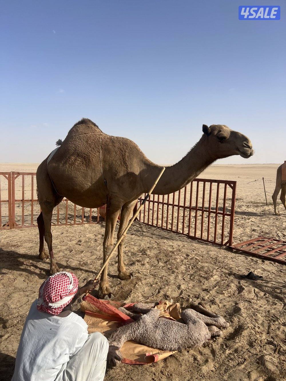 ثنو شعلا خفت اليوم0