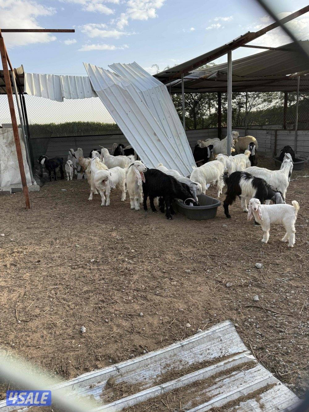 للبيع حلالي كامل طيب يا اخوان تنبيه اللي ماهو شاري بهالسعر لا يتصل0