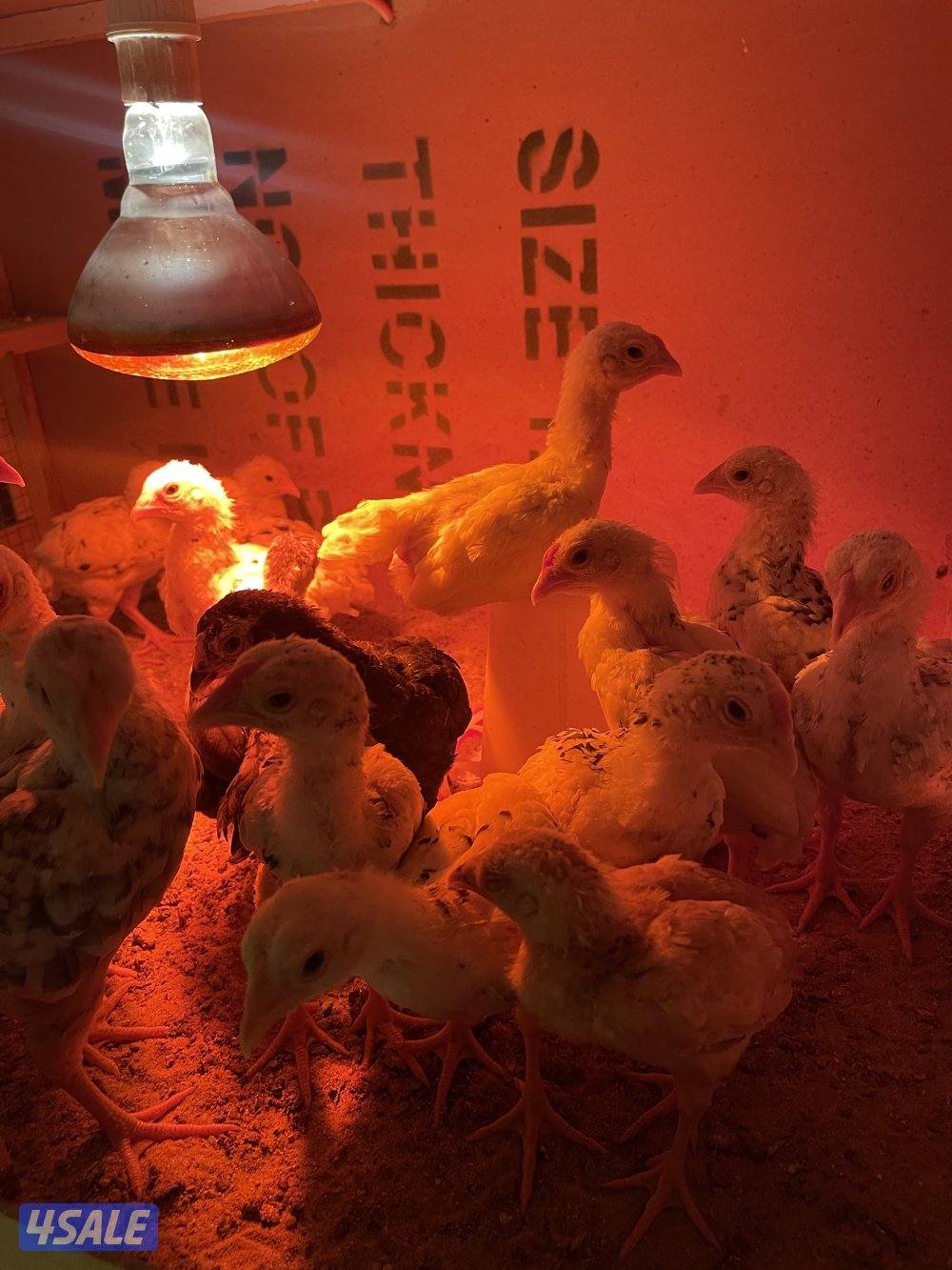 مبارك الكبير1