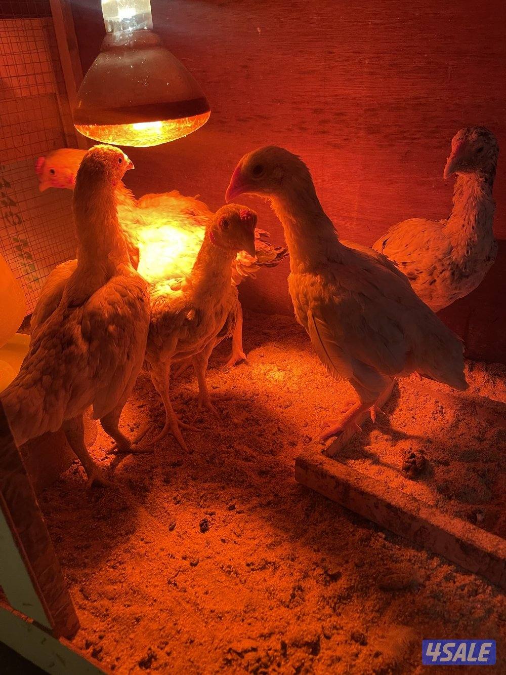 مبارك الكبير2