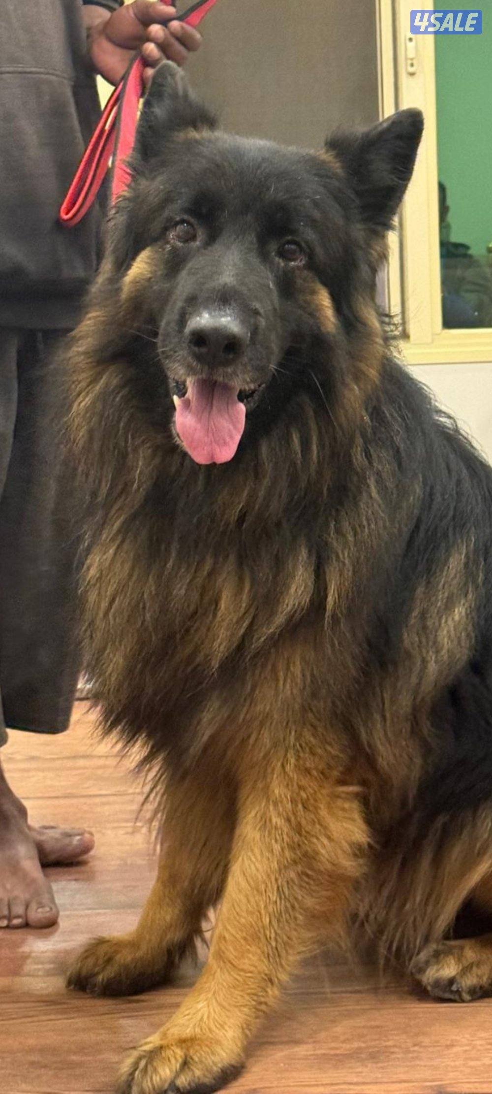 للبيع جيرمن شبرد1