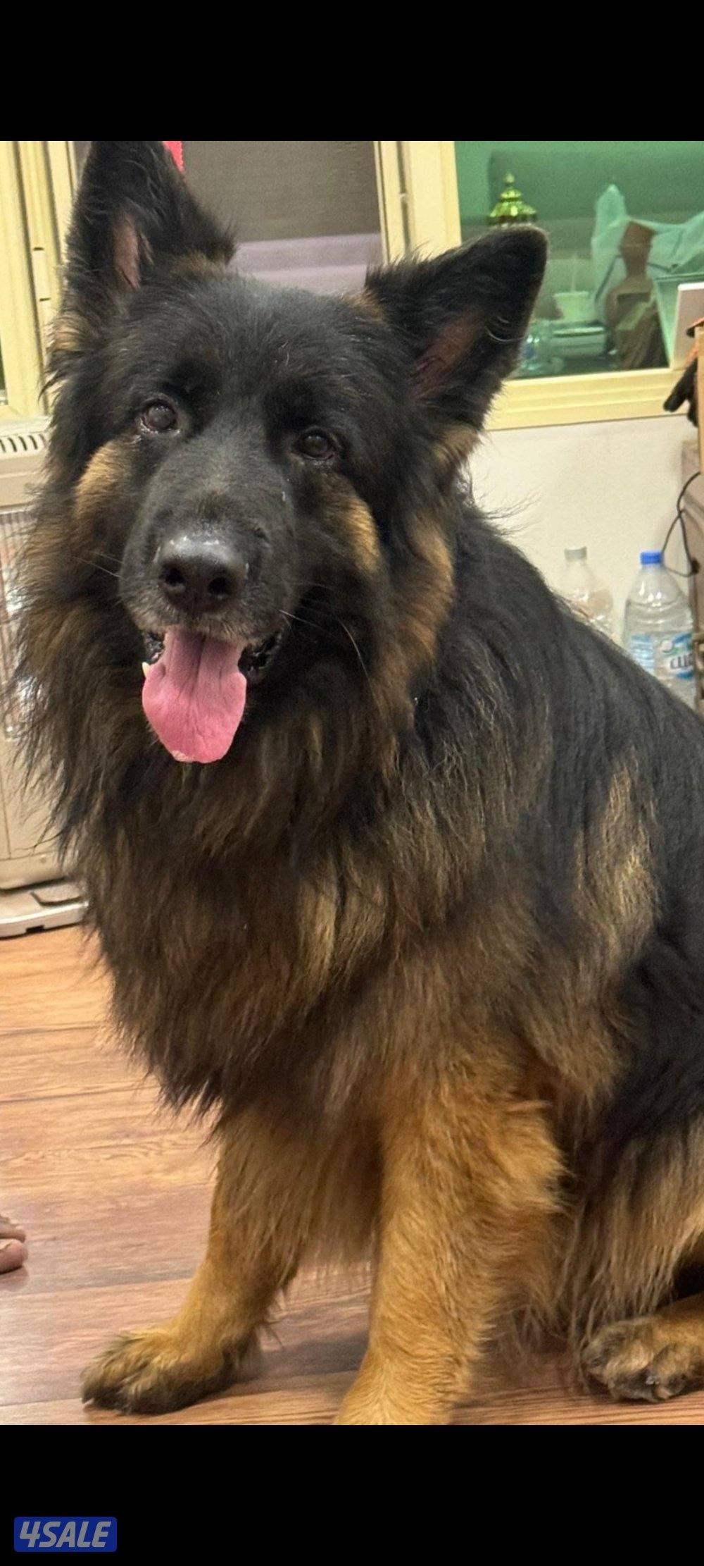 للبيع جيرمن شبرد2