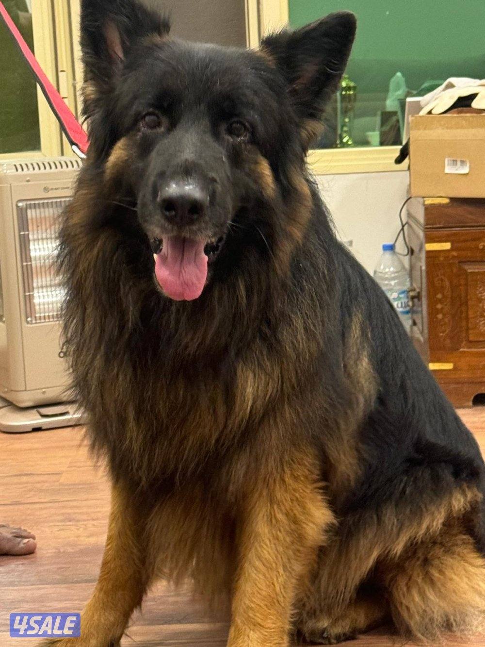 للبيع جيرمن شبرد3