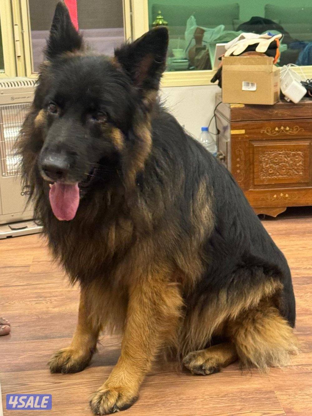 للبيع جيرمن شبرد4