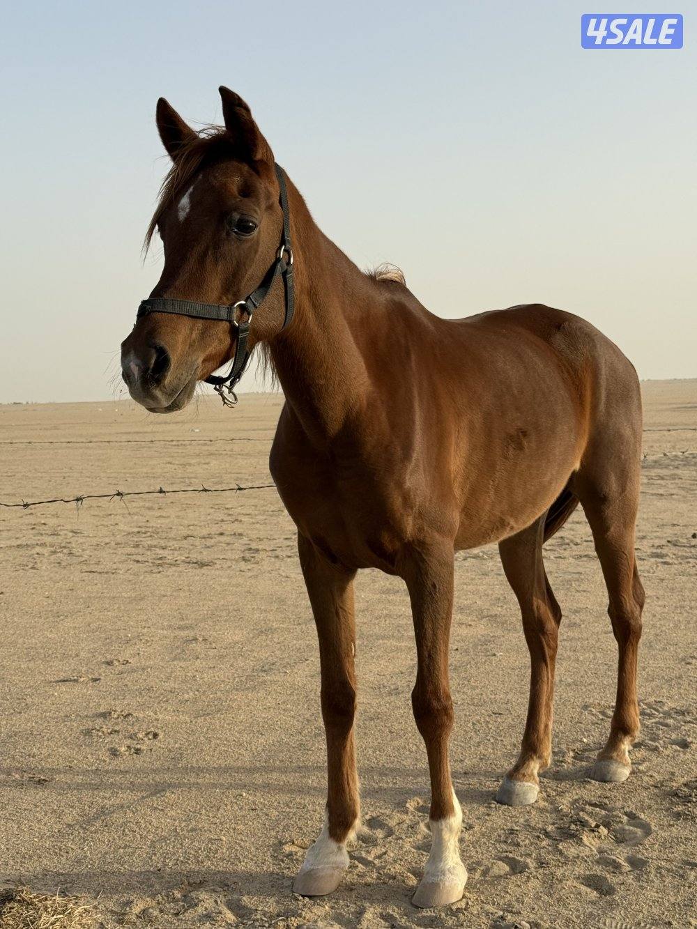 للبيع فرس بلديه هاديه جداً للكبار وللصغار العمر ٩ سلم بدي و ارحام0