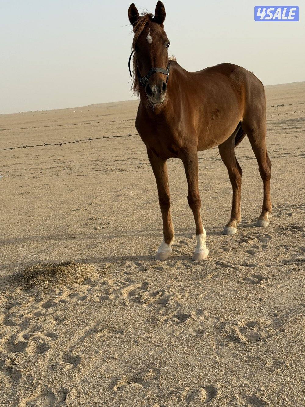 للبيع فرس بلديه هاديه جداً للكبار وللصغار العمر ٩ سلم بدي و ارحام1