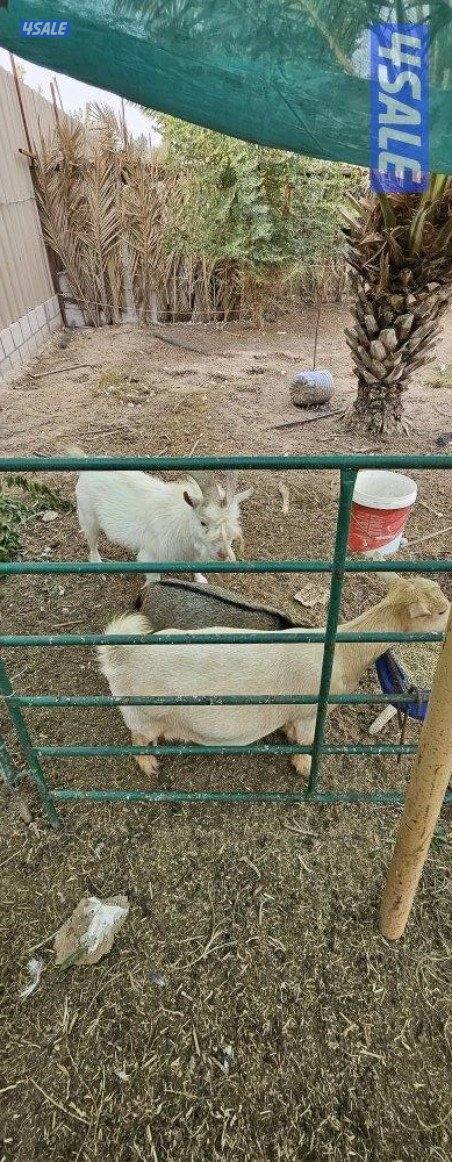 ماعز تشيكي دفيع و وز فرنسي للجادين فقط0