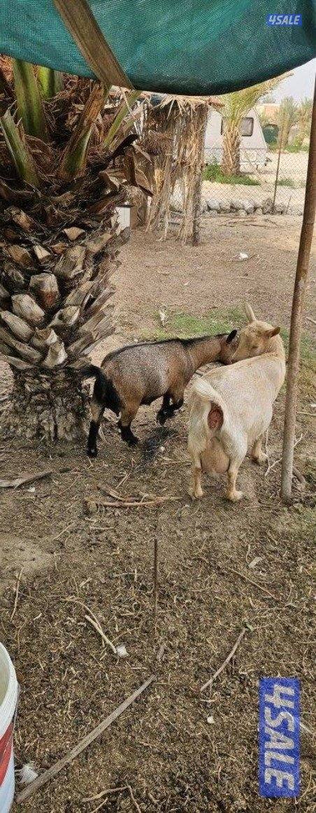 ماعز تشيكي دفيع و وز فرنسي للجادين فقط1