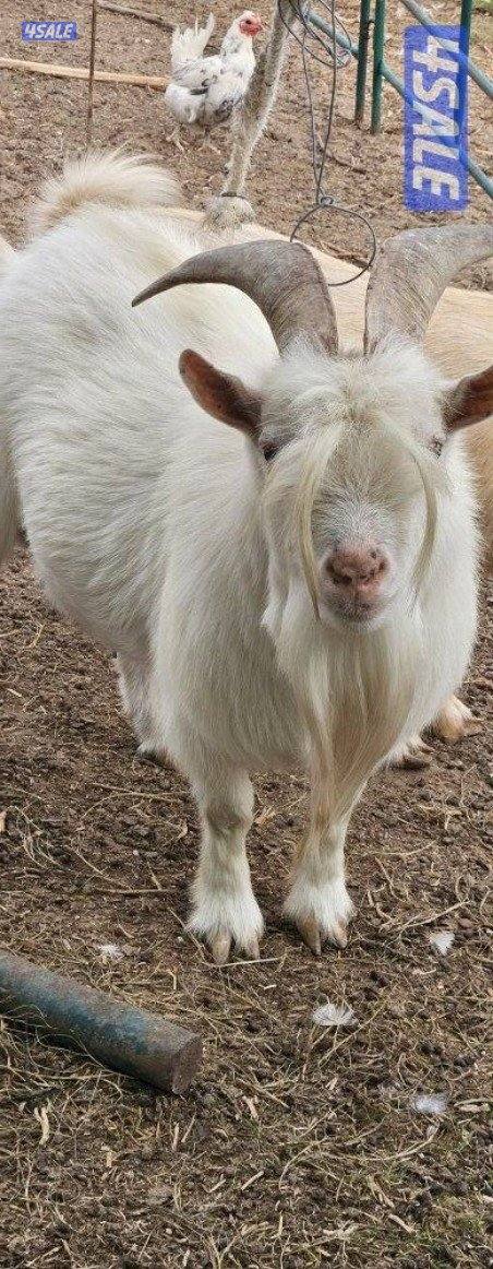 ماعز تشيكي دفيع و وز فرنسي للجادين فقط3