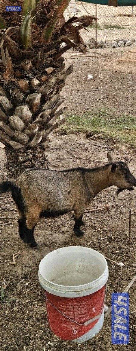 ماعز تشيكي دفيع و وز فرنسي للجادين فقط2