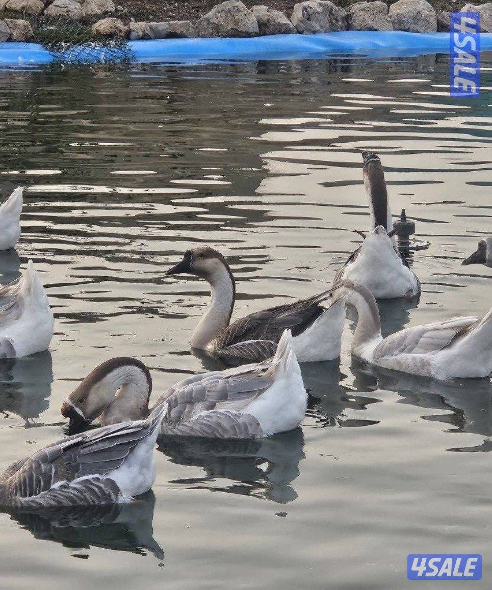 ماعز تشيكي دفيع و وز فرنسي للجادين فقط4