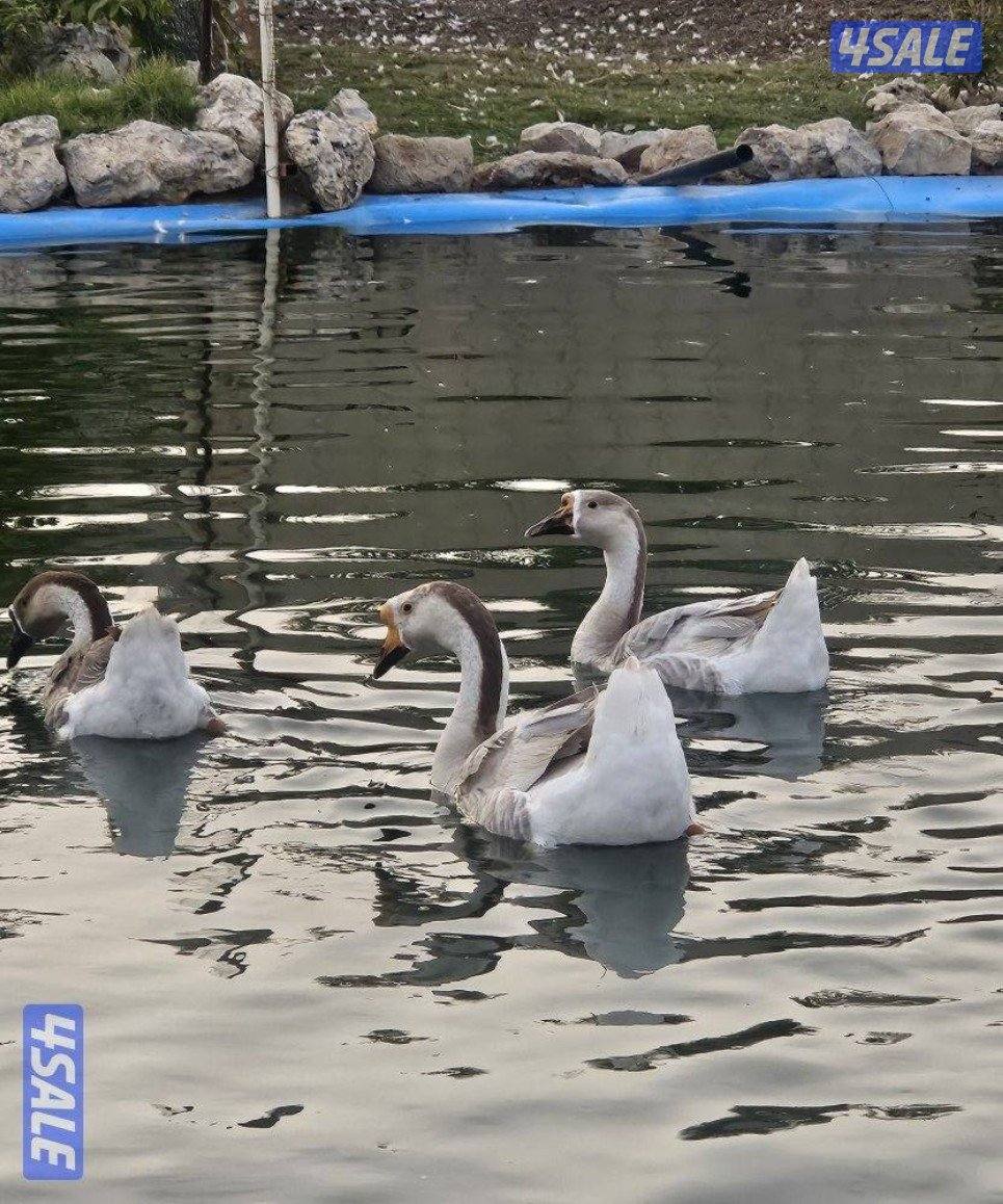 ماعز تشيكي دفيع و وز فرنسي للجادين فقط5