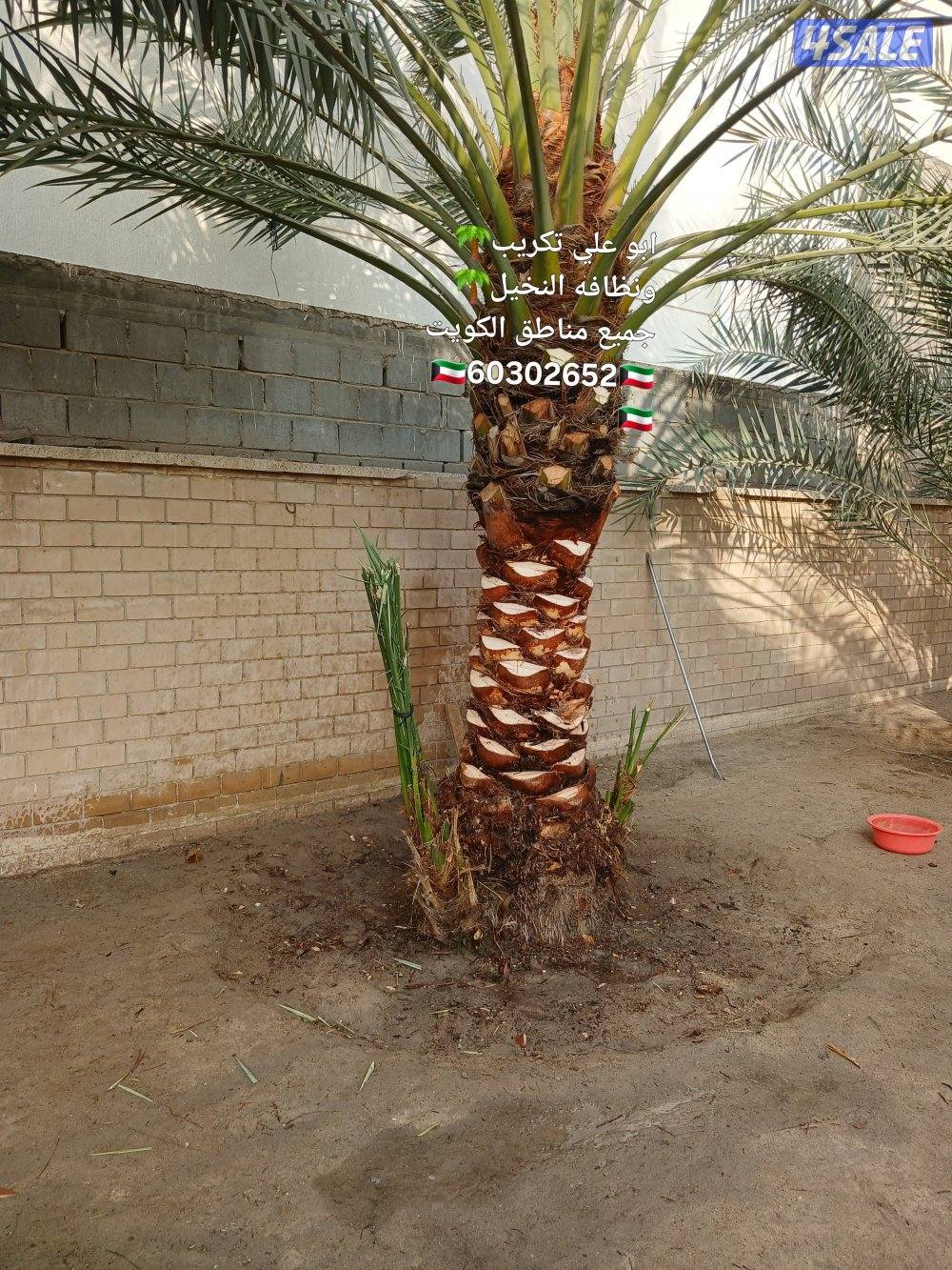 نظافه النخيل 🌴 خبره 20 عام قص 🎄جميع الأشجار 🌲أسعار مغريه ابو علي 🌴11