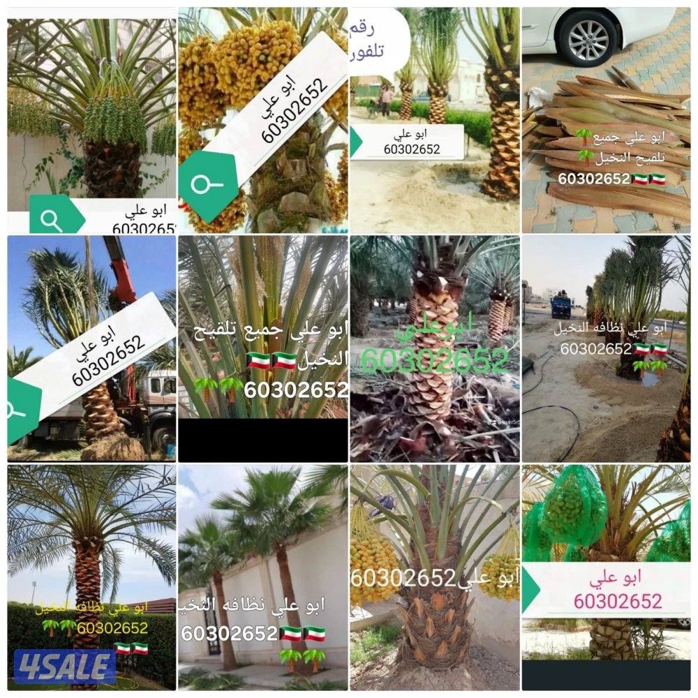 نظافه النخيل 🌴 خبره 20 عام قص 🎄جميع الأشجار 🌲أسعار مغريه ابو علي 🌴13