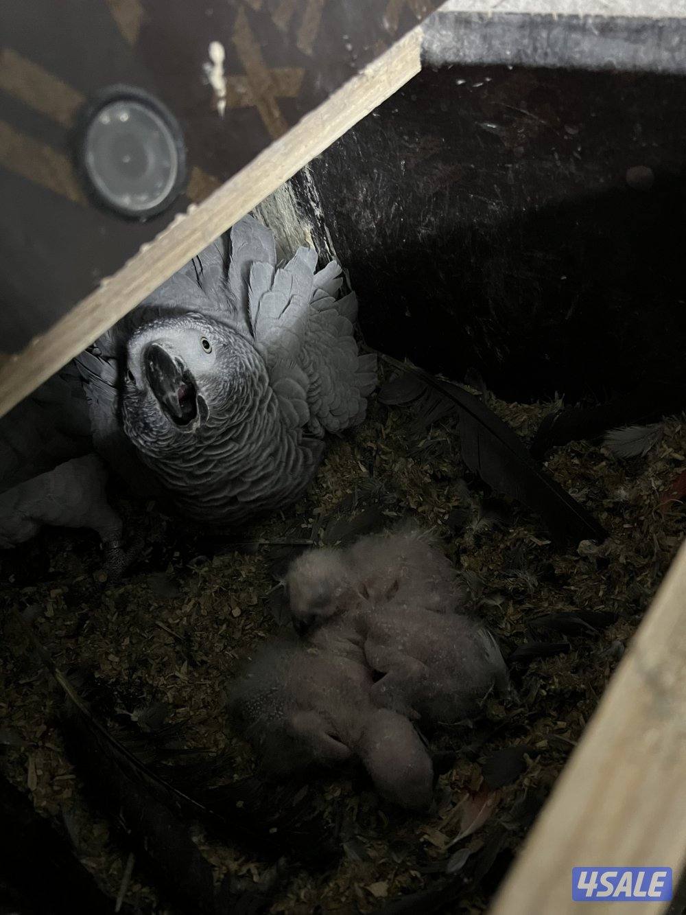 للبيع زوج كواسكو مع فروخهم0