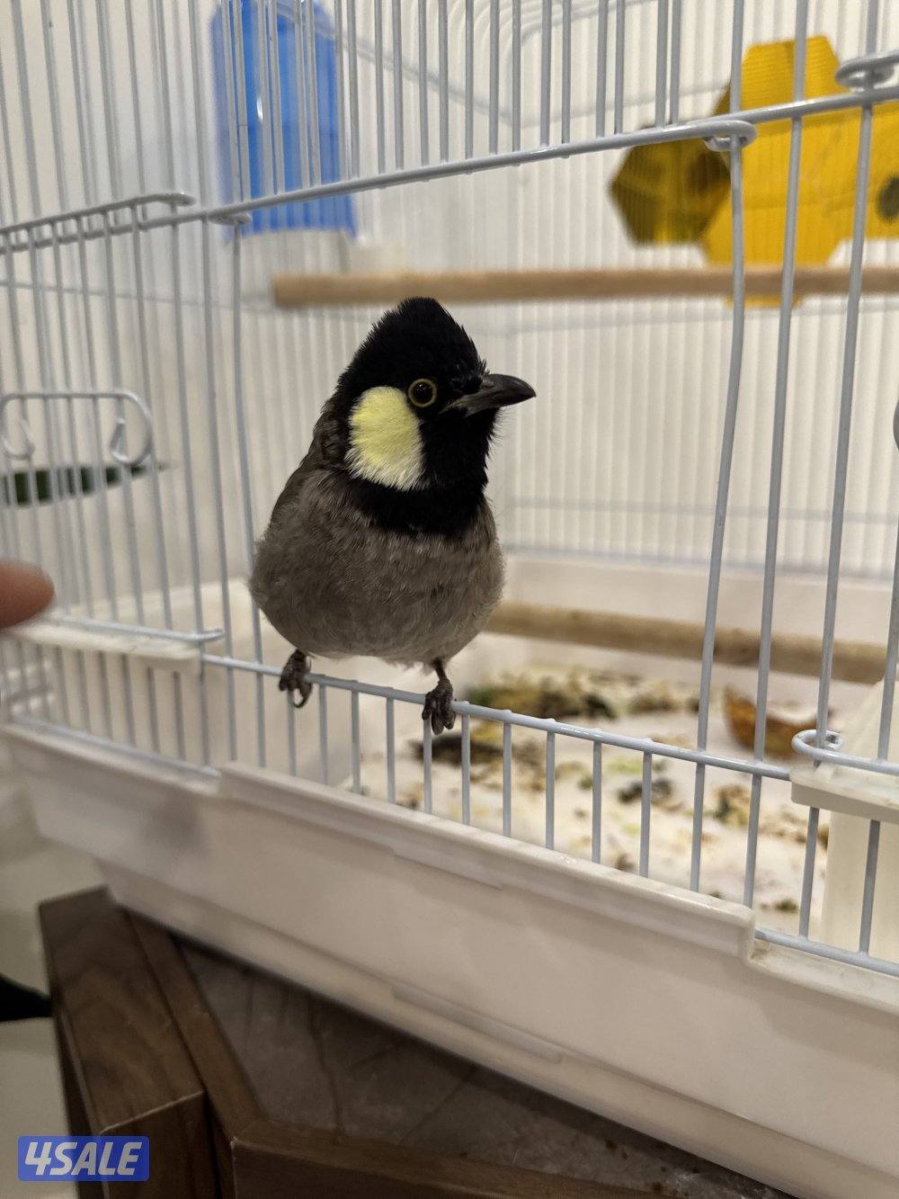 شارع ٥٥٥ - منزل ٥٦٣ بيت من الخلف0