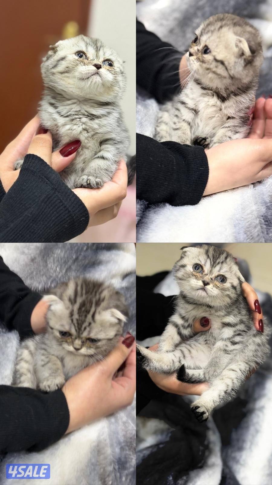 اعمارهم شهرين صحتهم ممتازه لعوبين متعلمين على الليتر بوكس4