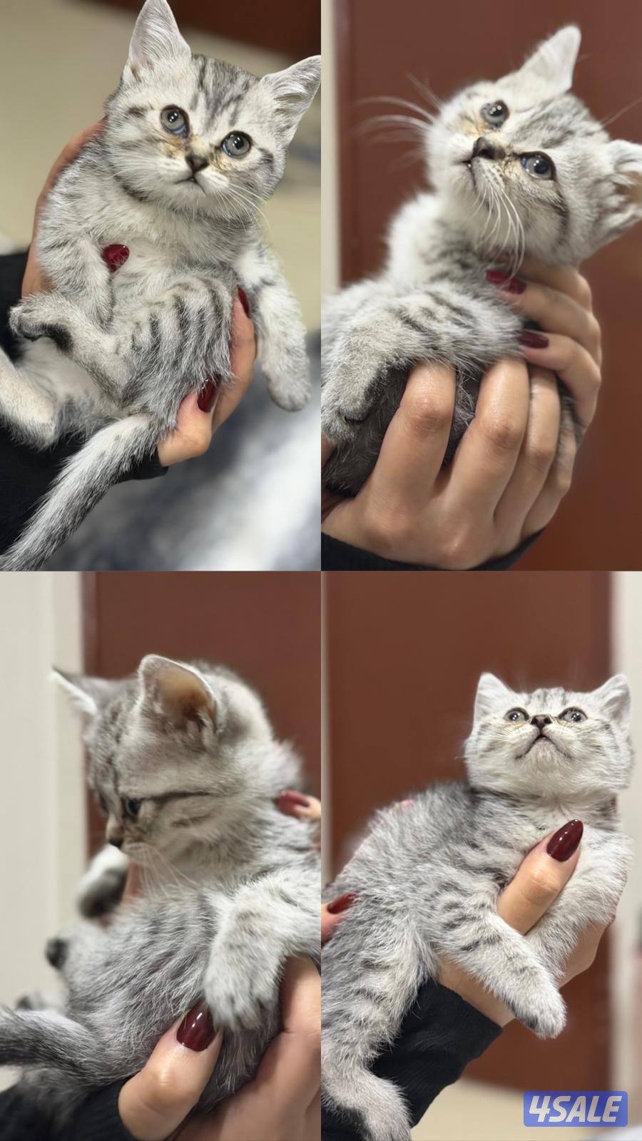 اعمارهم شهرين صحتهم ممتازه لعوبين متعلمين على الليتر بوكس3