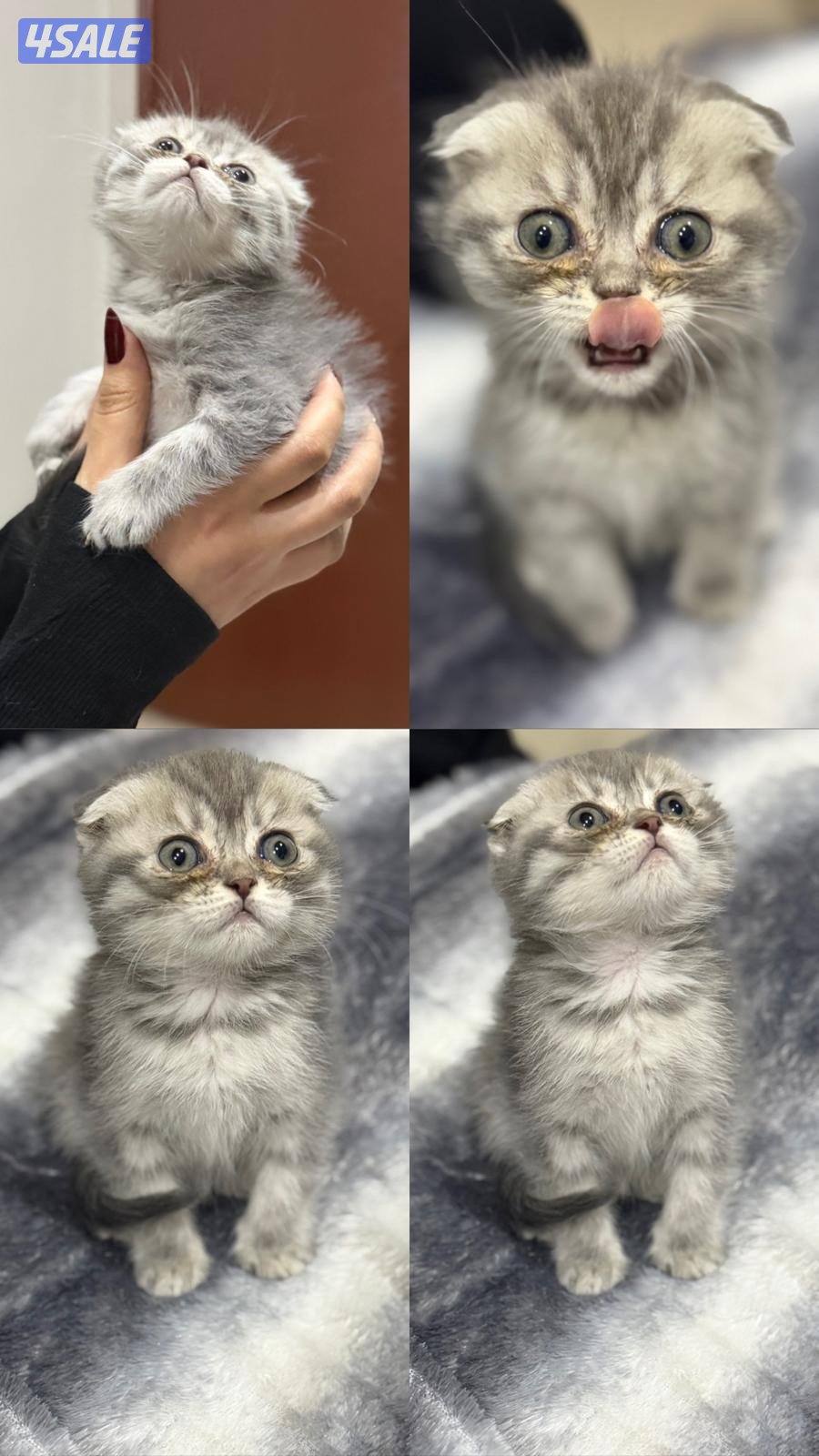 اعمارهم شهرين صحتهم ممتازه لعوبين متعلمين على الليتر بوكس5