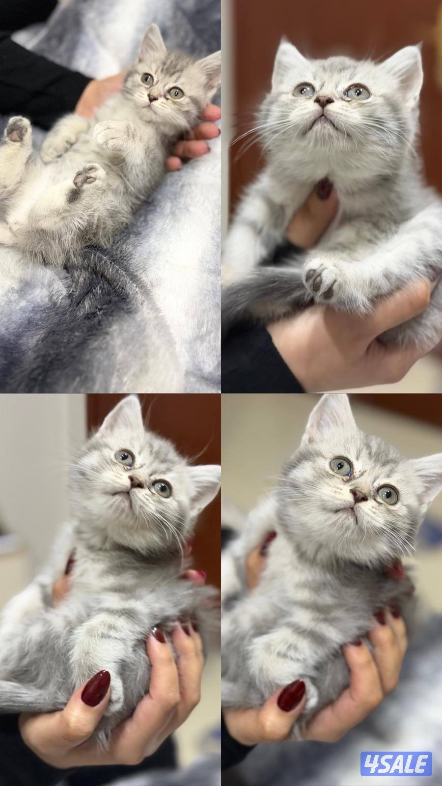 اعمارهم شهرين صحتهم ممتازه لعوبين متعلمين على الليتر بوكس6