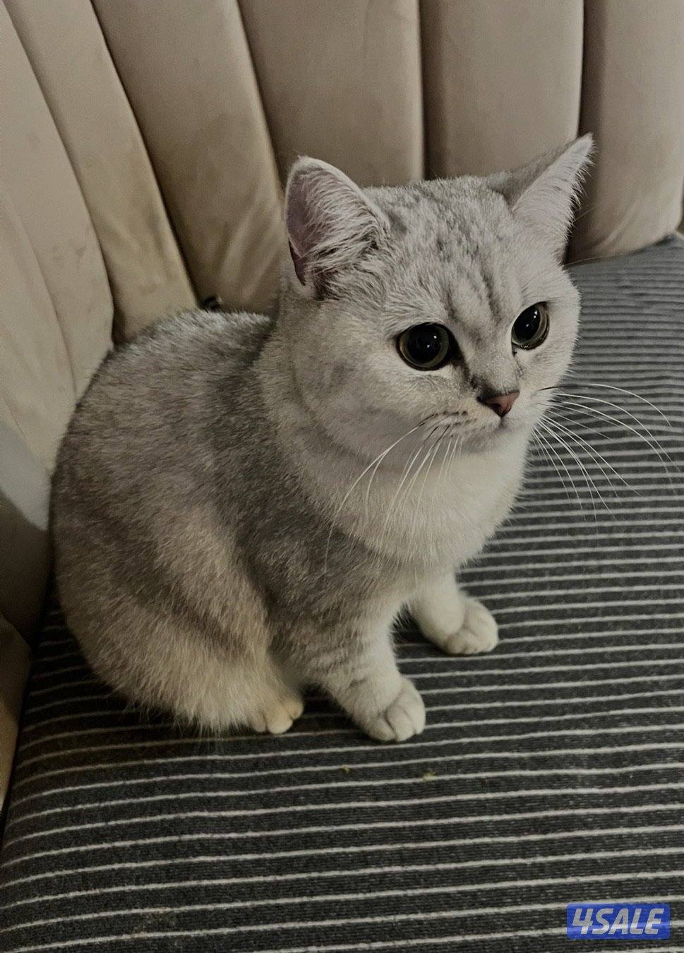 قطة للتبني مطعمه و معقمه0