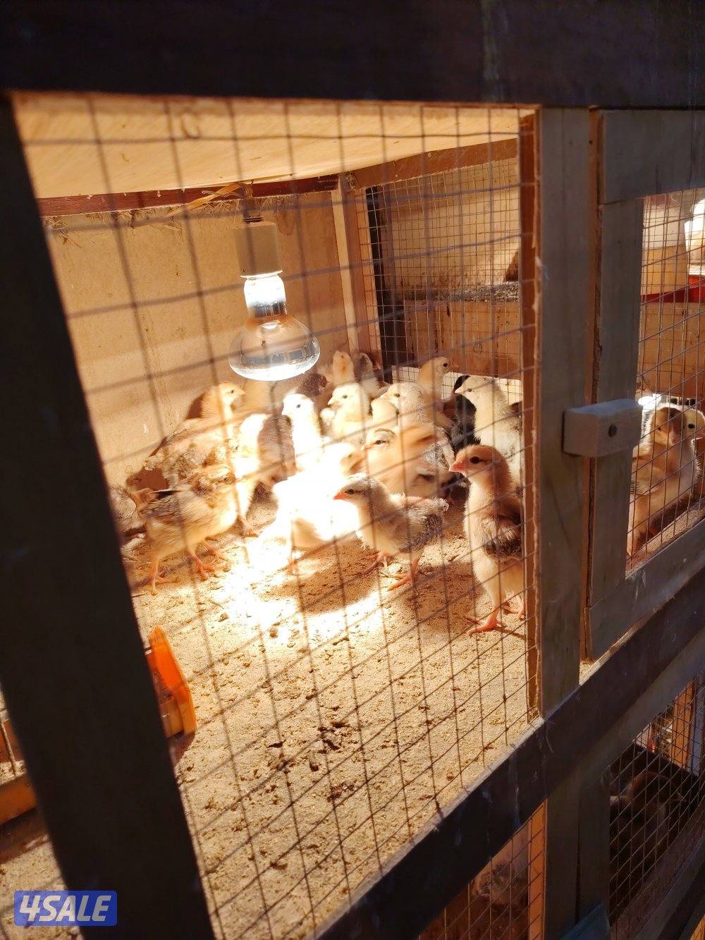 للبيع فروخ0