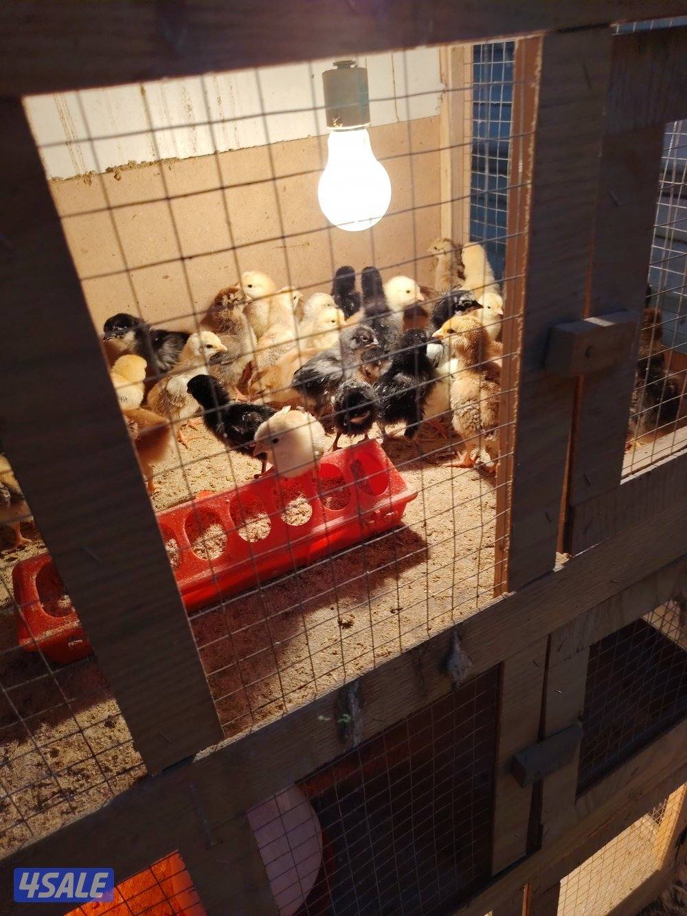 للبيع فروخ1