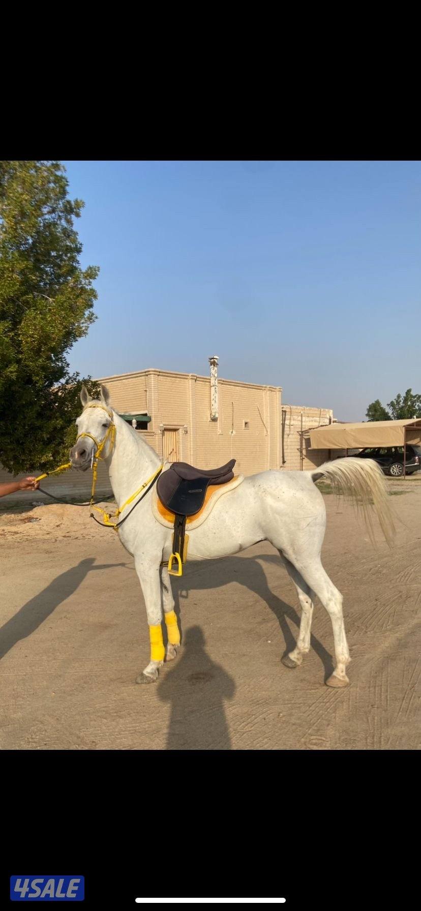 حصان مصري مواليد 2017 شرط سلم فحل وتساب0