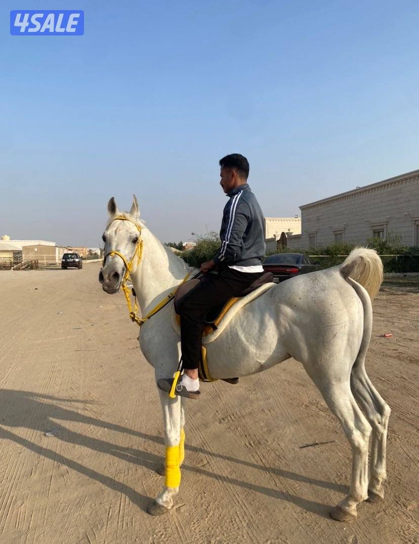 حصان مصري مواليد 2017 شرط سلم فحل وتساب2