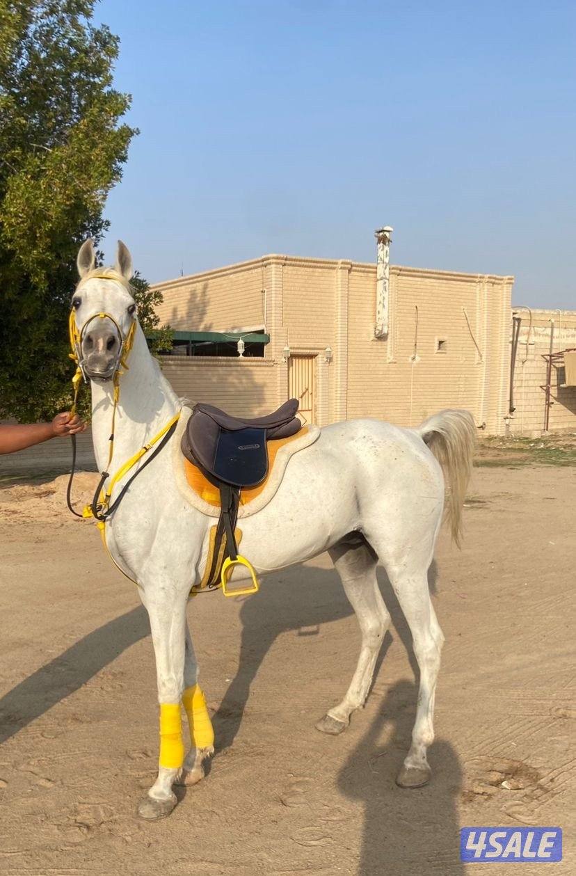 حصان مصري مواليد 2017 شرط سلم فحل وتساب1