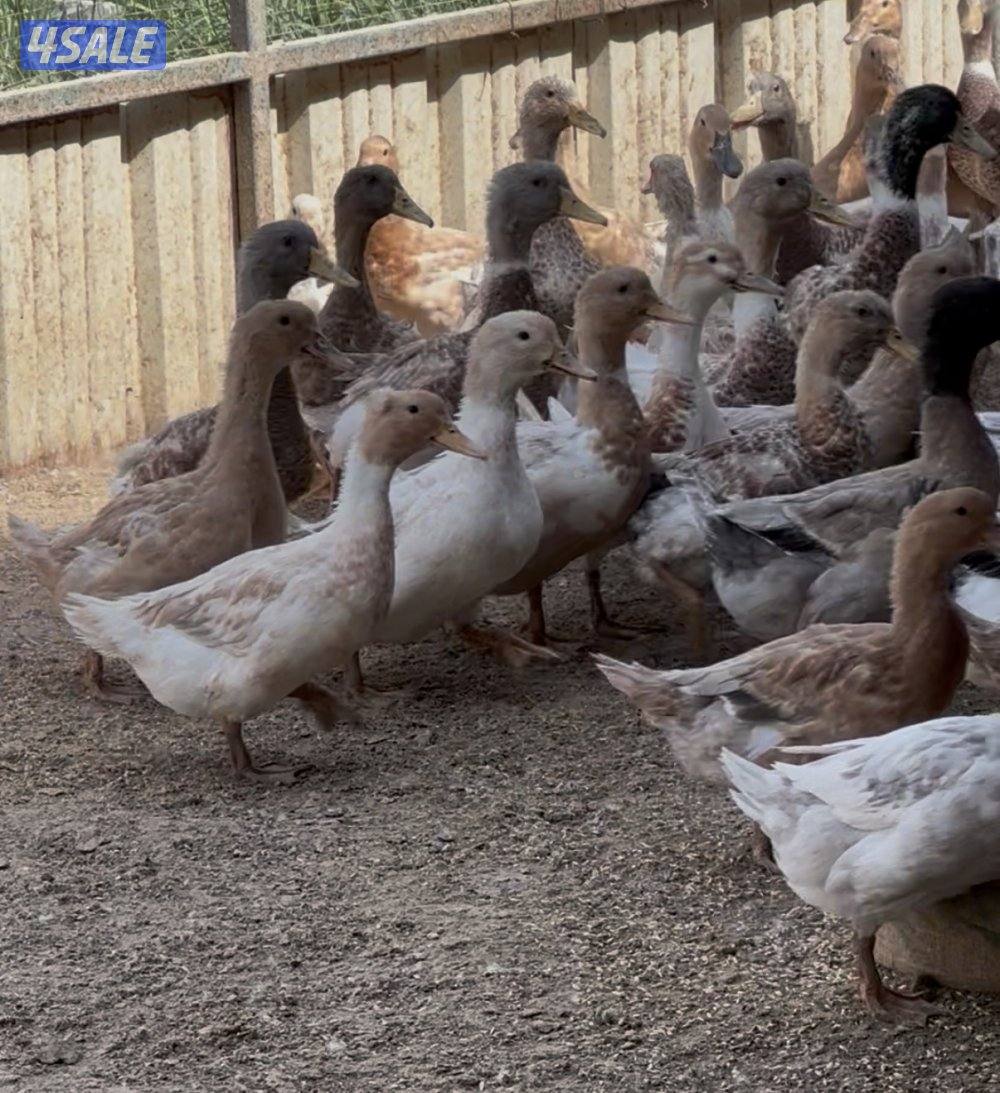 للبيع بط شبب فرنسي ملاوين بالعبدلي0