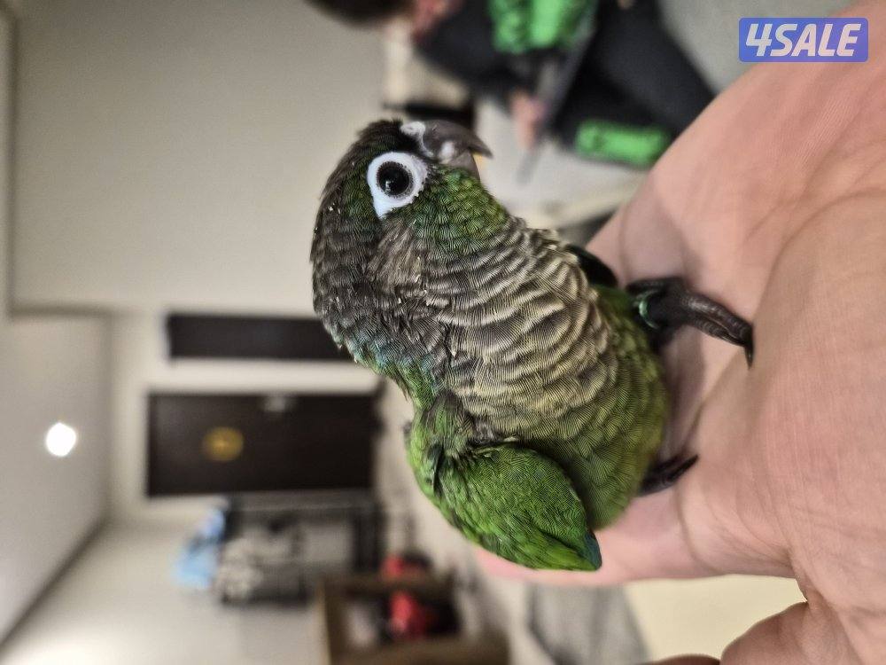 كونير قرين جيك0