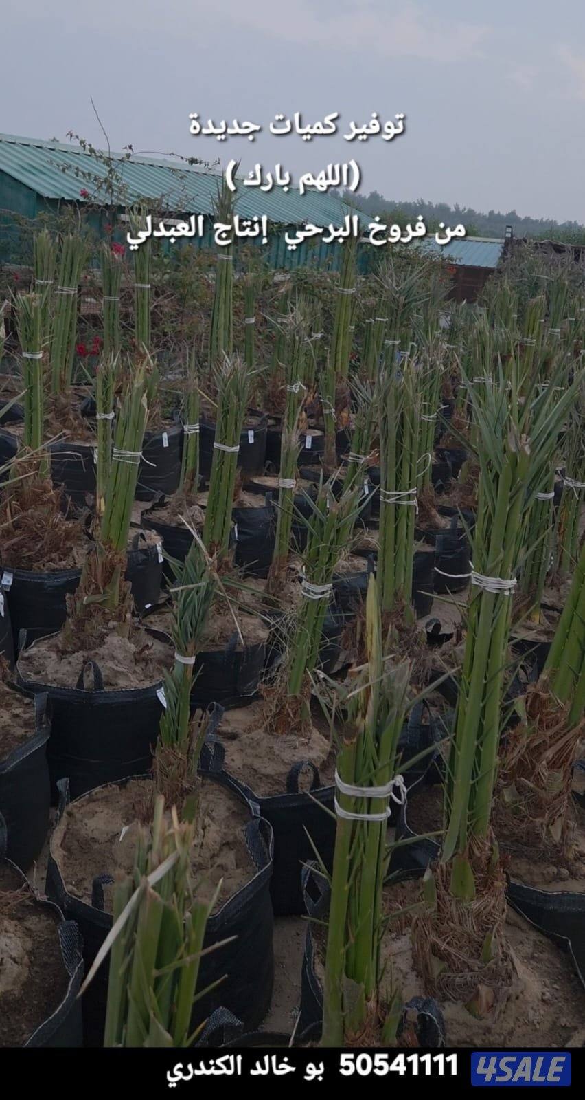 🌴🌴برحي وخلاص نسيجي من نخل الخليج، صحي وقوي، جاهز للشيل والنقل🌴🌴0