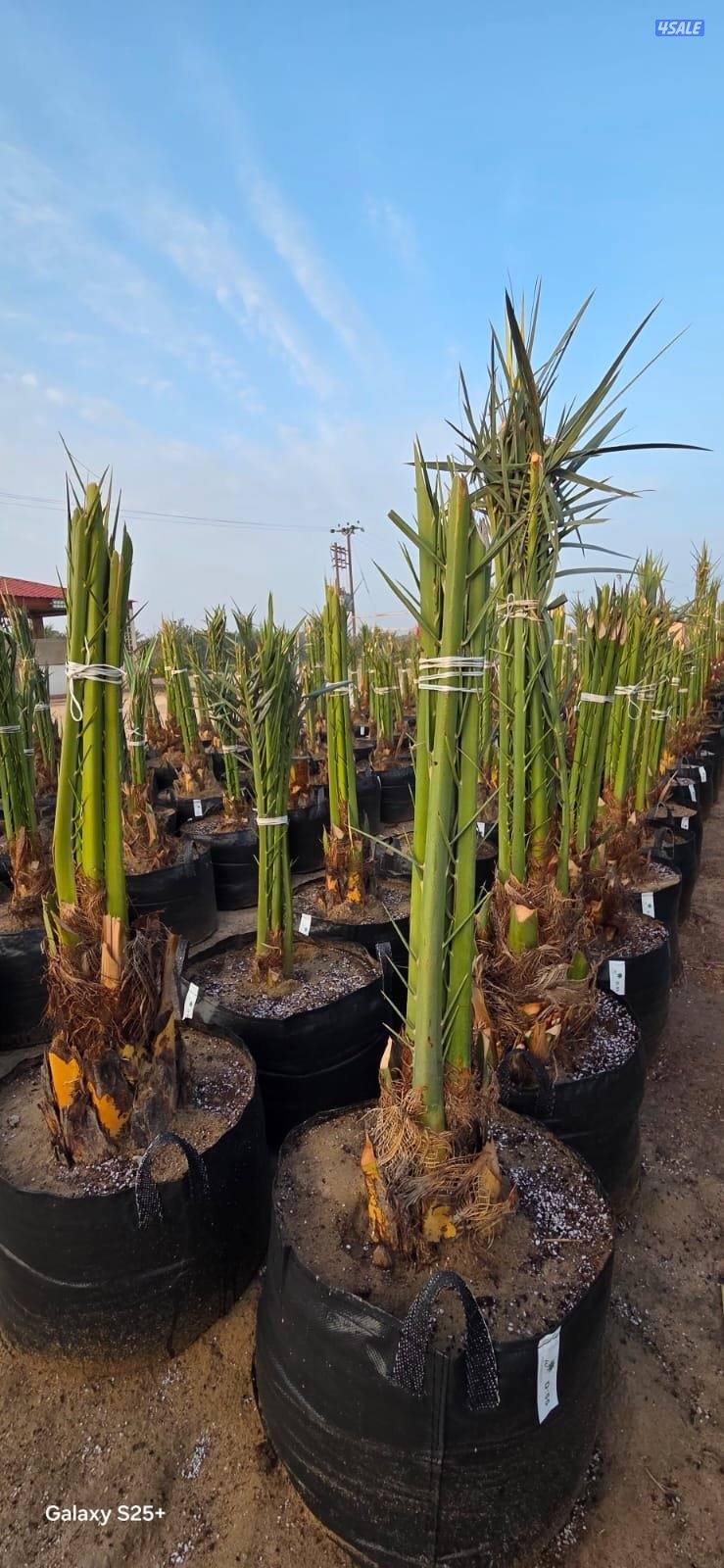 🌴🌴برحي وخلاص نسيجي من نخل الخليج، صحي وقوي، جاهز للشيل والنقل🌴🌴1