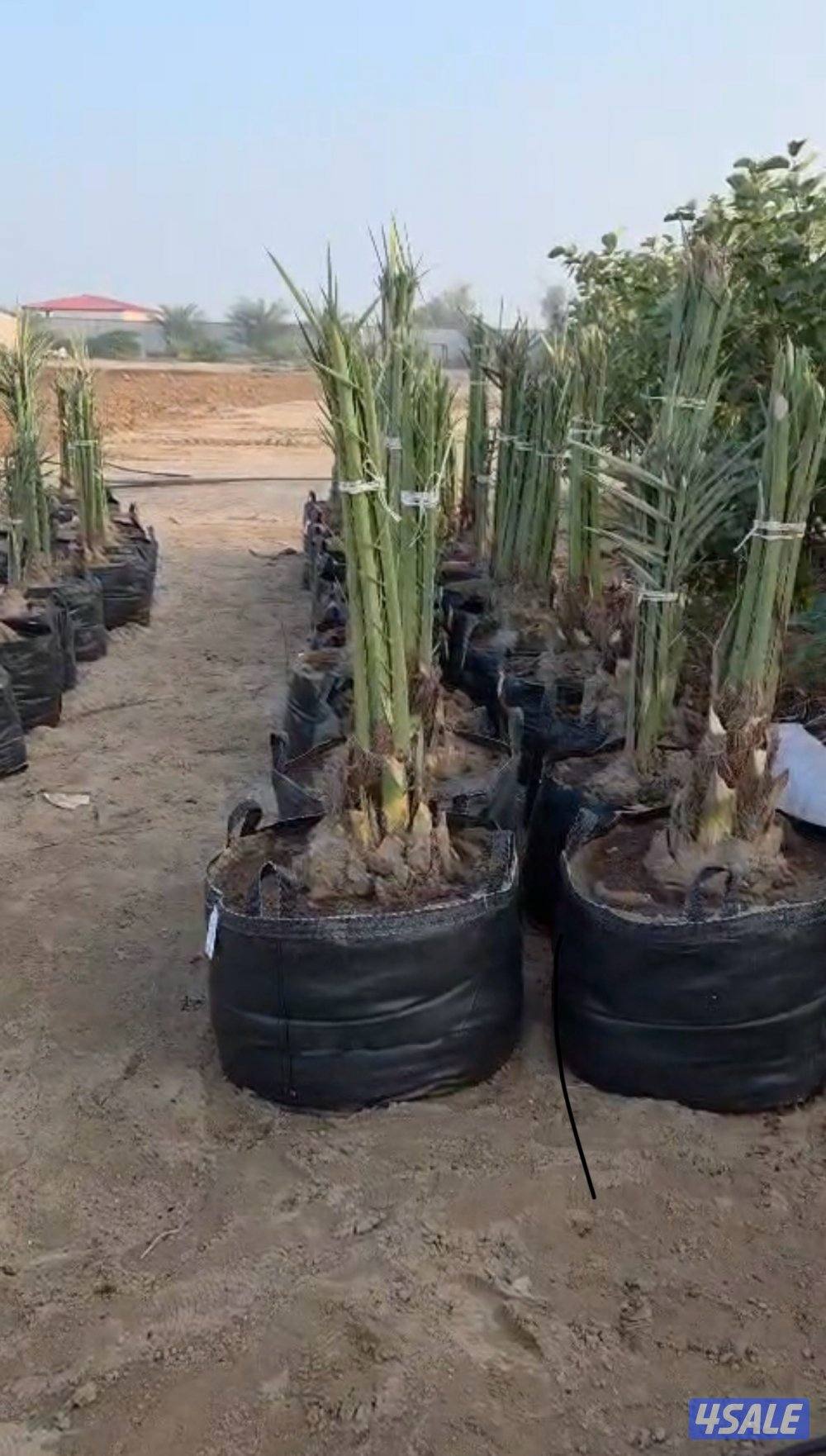 🌴🌴برحي وخلاص نسيجي من نخل الخليج، صحي وقوي، جاهز للشيل والنقل🌴🌴2